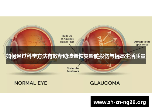 如何通过科学方法有效帮助波普恢复肾脏损伤与提高生活质量